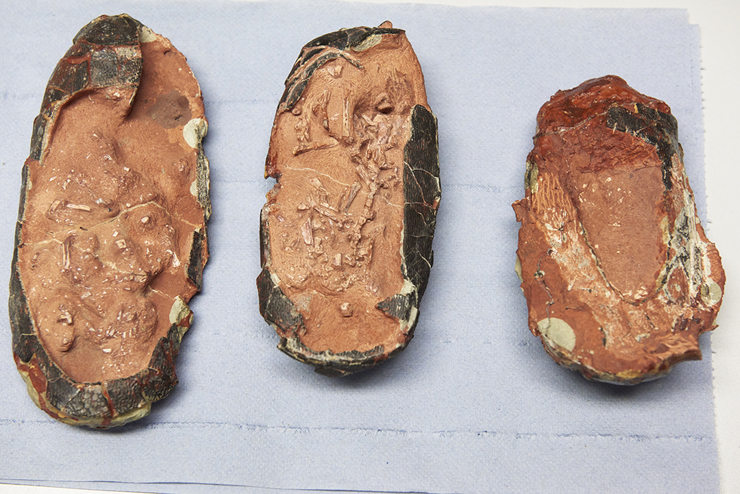 Three dinosaur eggs at the MLZ