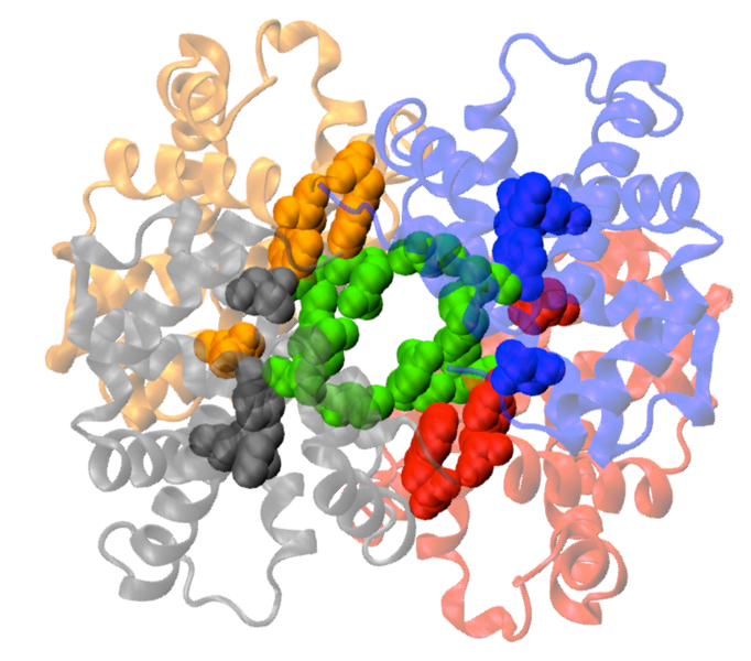Optimized haemoglobin of human being and duckbill platypus